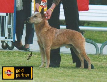 Breed Feature Photo - Unauthorised use prohibited!