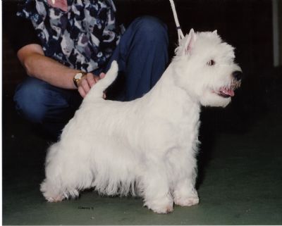 Breed Feature Photo - Unauthorised use prohibited!