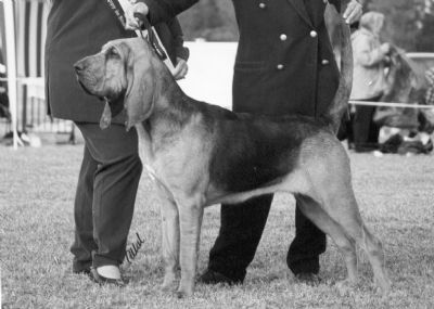 Breed Feature Photo - Unauthorised use prohibited!