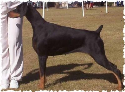 Breed Feature Photo - Unauthorised use prohibited!