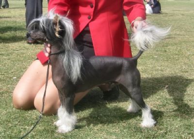 Breed Feature Photo - Unauthorised use prohibited!