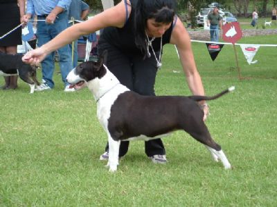 Breed Feature Photo - Unauthorised use prohibited!