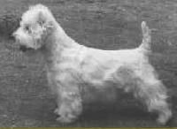 Breed Feature Photo - Unauthorised use prohibited!