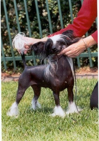 Breed Feature Photo - Unauthorised use prohibited!