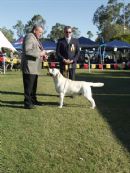 Click to see more details for this dog