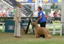 Click to see more details for this dog