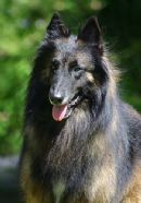 Click to see more details for this dog