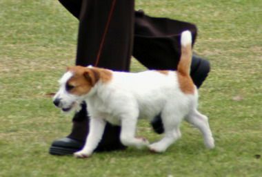 Breed Feature Photo - Unauthorised use prohibited!