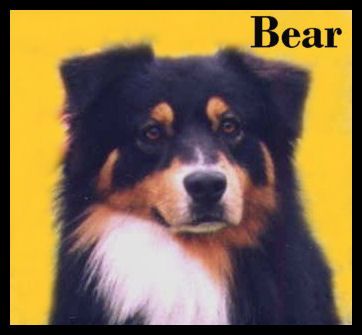 Breed Feature Photo - Unauthorised use prohibited!