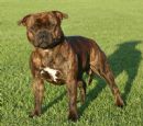 Click to see more details for this dog