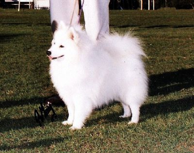 Breed Feature Photo - Unauthorised use prohibited!