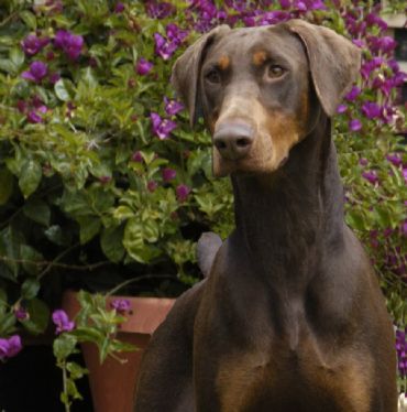 Breed Feature Photo - Unauthorised use prohibited!