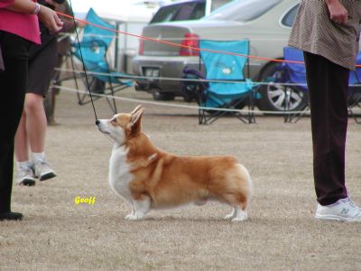 Breed Feature Photo - Unauthorised use prohibited!