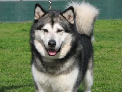 Breed Feature Photo - Unauthorised use prohibited!