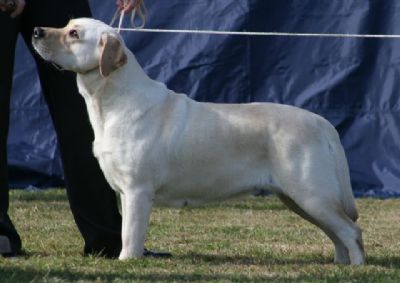 Breed Feature Photo - Unauthorised use prohibited!