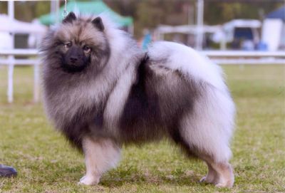 Breed Feature Photo - Unauthorised use prohibited!