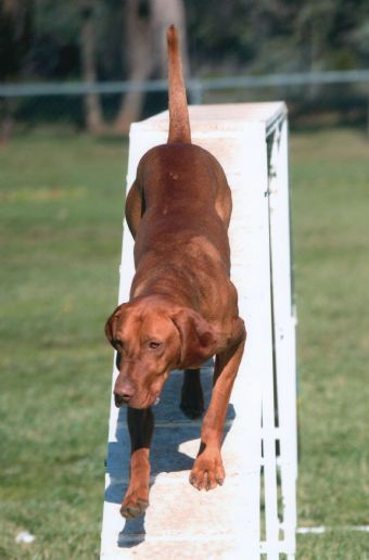Breed Feature Photo - Unauthorised use prohibited!