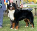 Click for more details of this dog