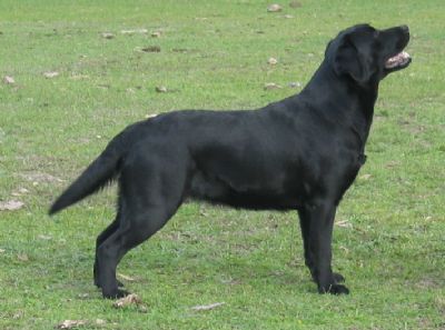 Breed Feature Photo - Unauthorised use prohibited!