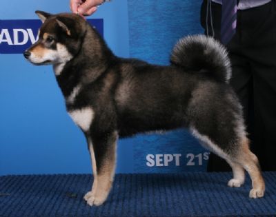 Breed Feature Photo - Unauthorised use prohibited!