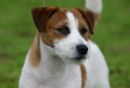 Click to see more details for this dog