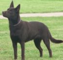 Click to see more details for this dog