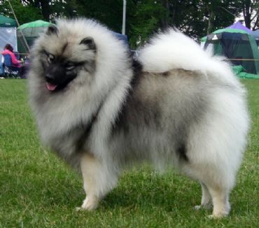 Breed Feature Photo - Unauthorised use prohibited!