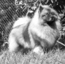 Click to see more details for this dog