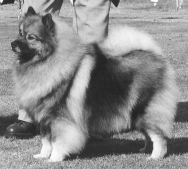 Breed Feature Photo - Unauthorised use prohibited!