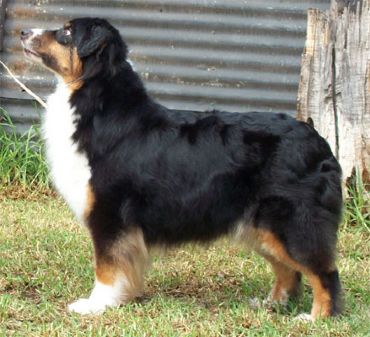 Breed Feature Photo - Unauthorised use prohibited!