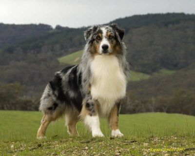 Breed Feature Photo - Unauthorised use prohibited!