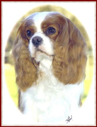 Breed Feature Photo - Unauthorised use prohibited!
