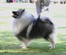 Click to see more details for this dog