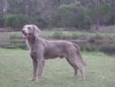 Click to see more details for this dog