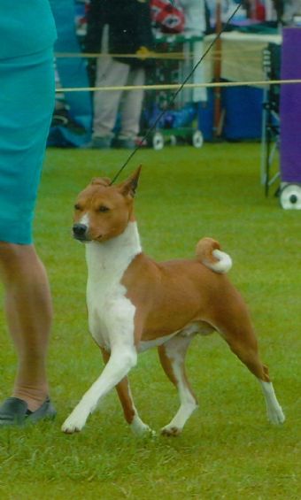 Breed Feature Photo - Unauthorised use prohibited!