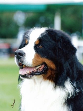 Breed Feature Photo - Unauthorised use prohibited!