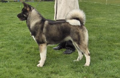 Breed Feature Photo - Unauthorised use prohibited!
