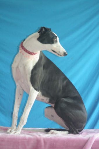 Breed Feature Photo - Unauthorised use prohibited!