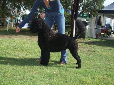 Breed Feature Photo - Unauthorised use prohibited!