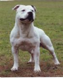 Click to see more details for this dog