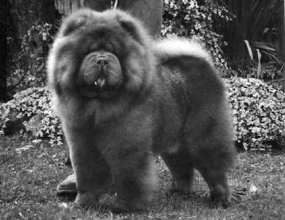 Breed Feature Photo - Unauthorised use prohibited!