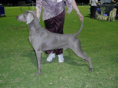 Breed Feature Photo - Unauthorised use prohibited!