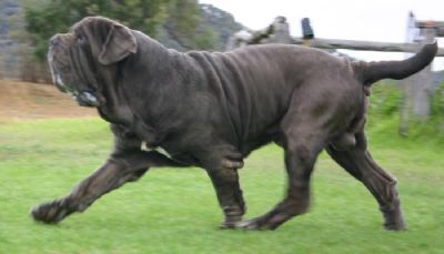 Breed Feature Photo - Unauthorised use prohibited!