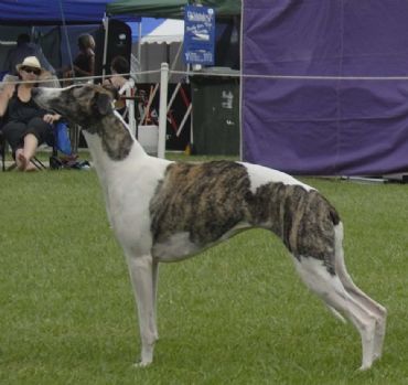 Breed Feature Photo - Unauthorised use prohibited!