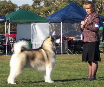 Breed Feature Photo - Unauthorised use prohibited!