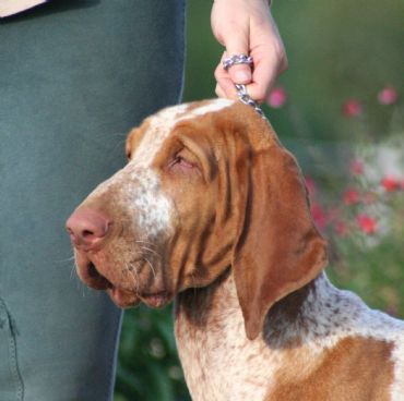 Breed Feature Photo - Unauthorised use prohibited!