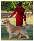 Click for more details of this dog