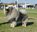 Click to see more details for this dog