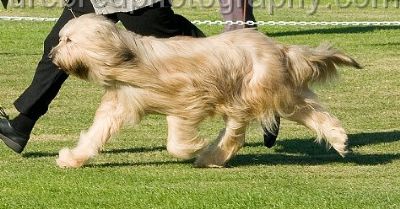 Breed Feature Photo - Unauthorised use prohibited!