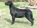Click to see more details for this dog